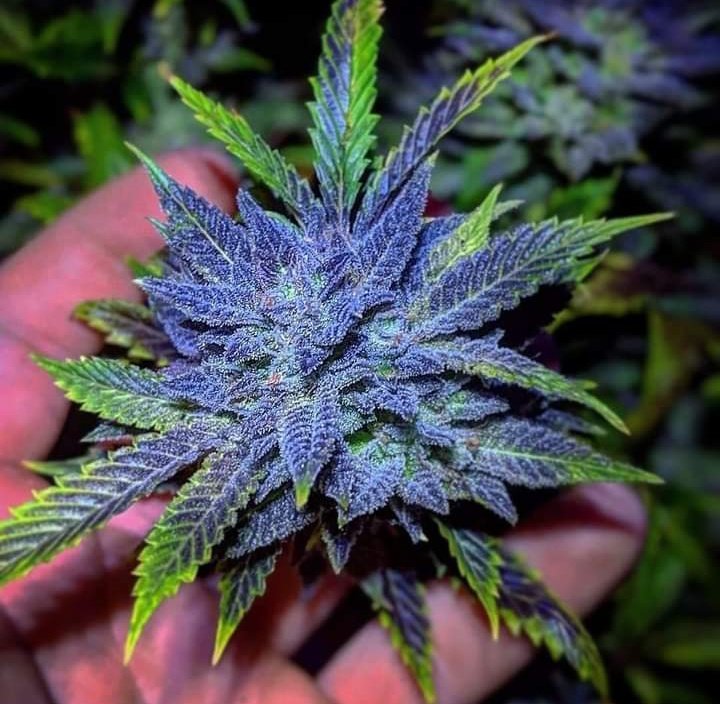 PandysPlace's tweet photo. Name That Strain?!

I would call it something exotic like.. Pineapple Smurf!?
#Weed #NameThatStrain #Blue #Bud #Pollen #Weed #BlueBud #Ganja #StonersWorld #StolenPicture #MaryJane #MJ #Pot #PotHead https://t.co/rqVGHQsFw4