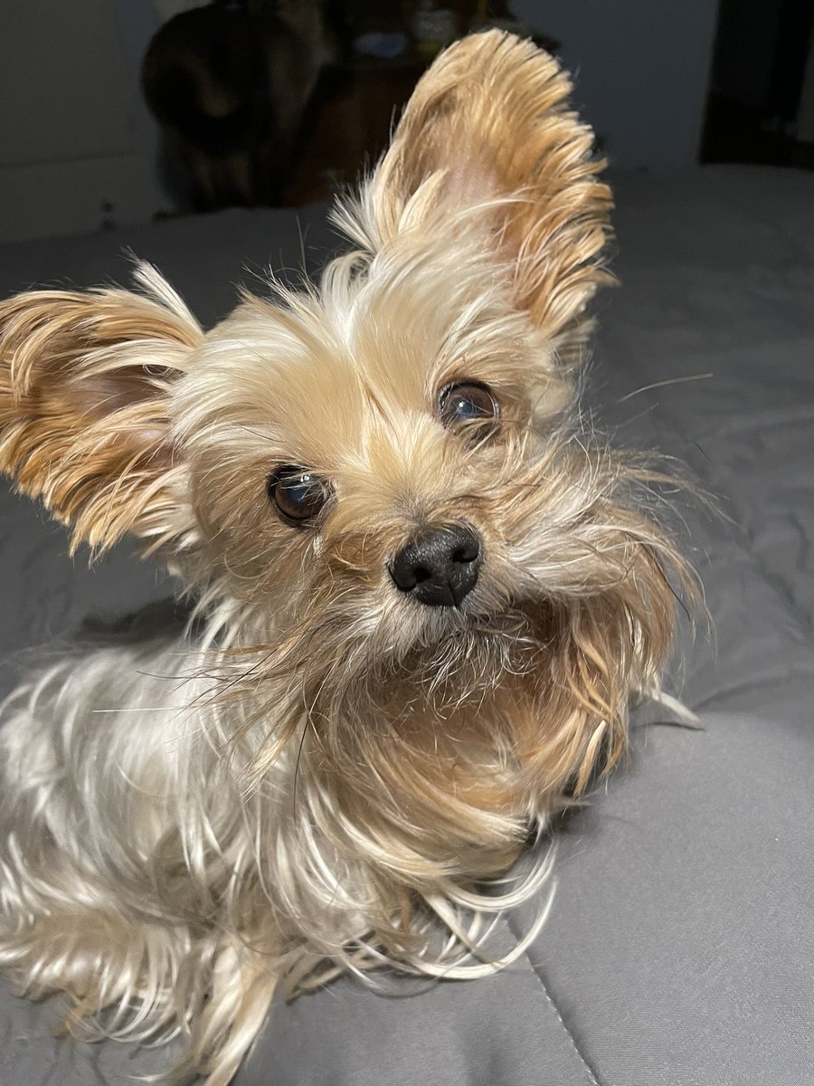 DarlaHattan's tweet photo. Happy 10th Birthday Paddie https://t.co/mlOkrDwWO8