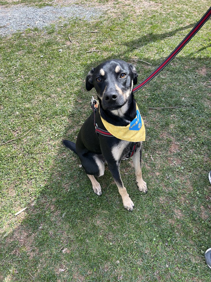 We had the famous <a href="/AustinHalifax/">Austin</a> visit us at our bake sale today! 🐾❤️