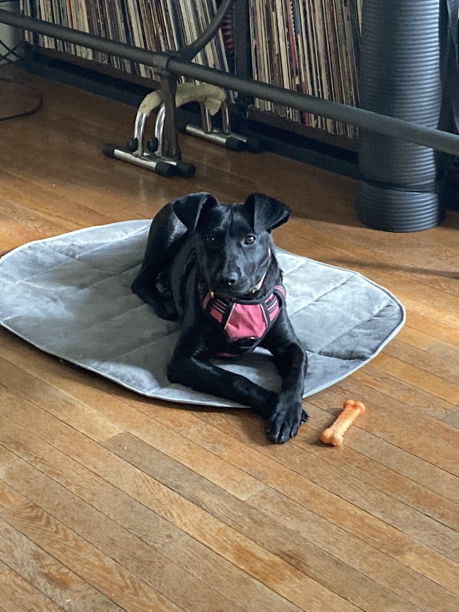 Meg_Ringler's tweet photo. Today in puppy school, the teacher told me Penny is the @HillaryClinton of dogs. “Nothing phases her. She keeps her composure. This dog would totally take six hours of questioning and look at you like she’d be fine with more.” Possibly my proudest puppy moment. https://t.co/Vt2UpGWr2g