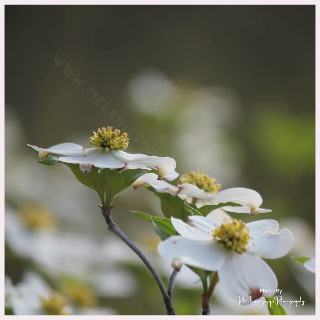 nature_buff's tweet photo. A couple of years after the passing of my Grandmother, I learned that the flowering dogwood was one of her favorites.  That information brought a greater appreciation for these beautiful flowers/trees.  

#NatureWithMelanie #getoutside #explore #springtime #Tennessee https://t.co/MLPcWl2c5o