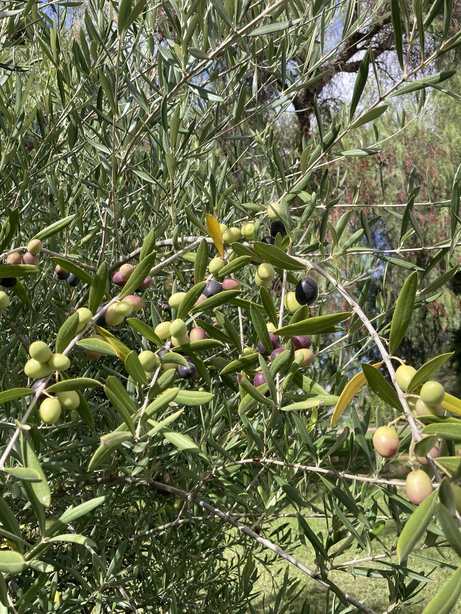 Cliona Maher tweet media