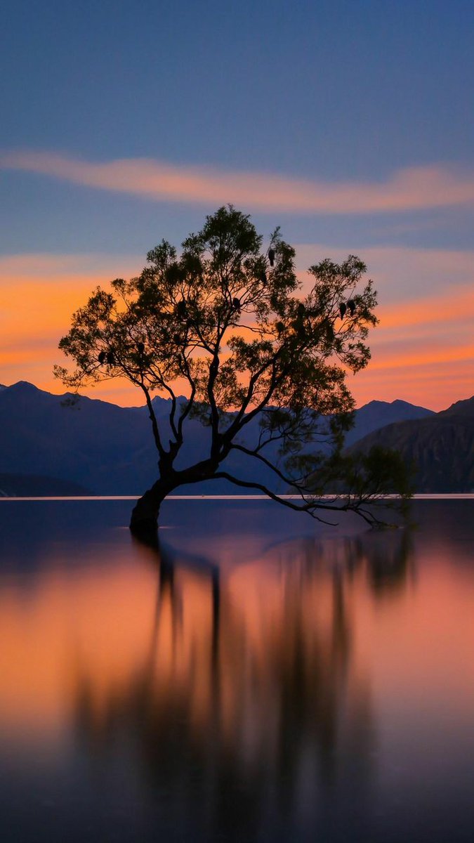 Questa sfera così preziosa e unica.. è per tutti e va difesa.. curata.. protetta perchè nessun essere vivente possa mai sentirsi fuori posto.

#GiornataMondialeDellaTerra 
🌏🌍🌎

Wanaka Willow Tree
New Zealand