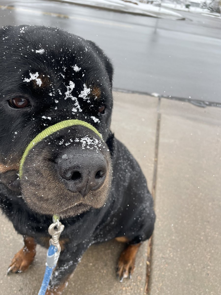 Well at least SOMEONE loves the snow 🙄
#chewytherottie #rottiesofinstagram #denver7weather #cowx #9newsweather