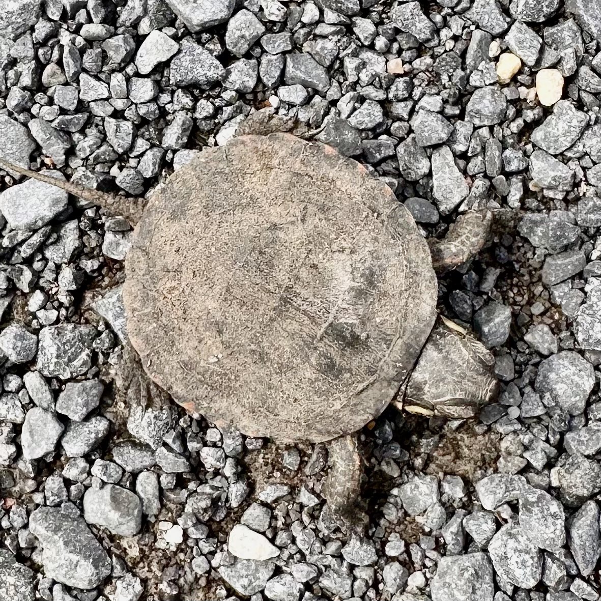 Sandy_Berg_'s tweet photo. Spring wildlife sightings galore incl: Eastern Towhee singing, porcupine, water and garter snakes, Painted Turtle hatchling (size of a quarter), spring peepers calling and wildflowers ! Thank you, K&P
#ygk #urbanwildlife #turtlehatchling #wildflowers https://t.co/bdxx1JUCuQ