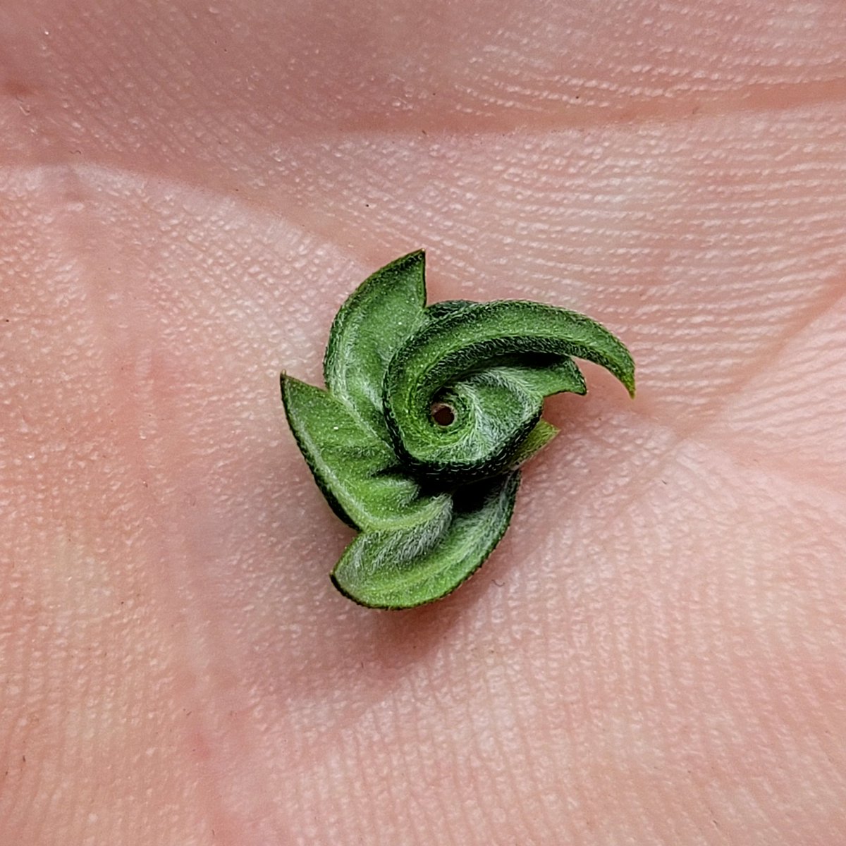 PTCgenetics's tweet photo. Never seen one like this 🌊🍃

#CannabisCommunity https://t.co/uu8J4SNQLX
