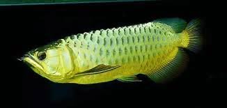 toxicjer_csgo's tweet photo. @rdo_csgo Why does it look like arowana fish? https://t.co/EX5oxRvTGk