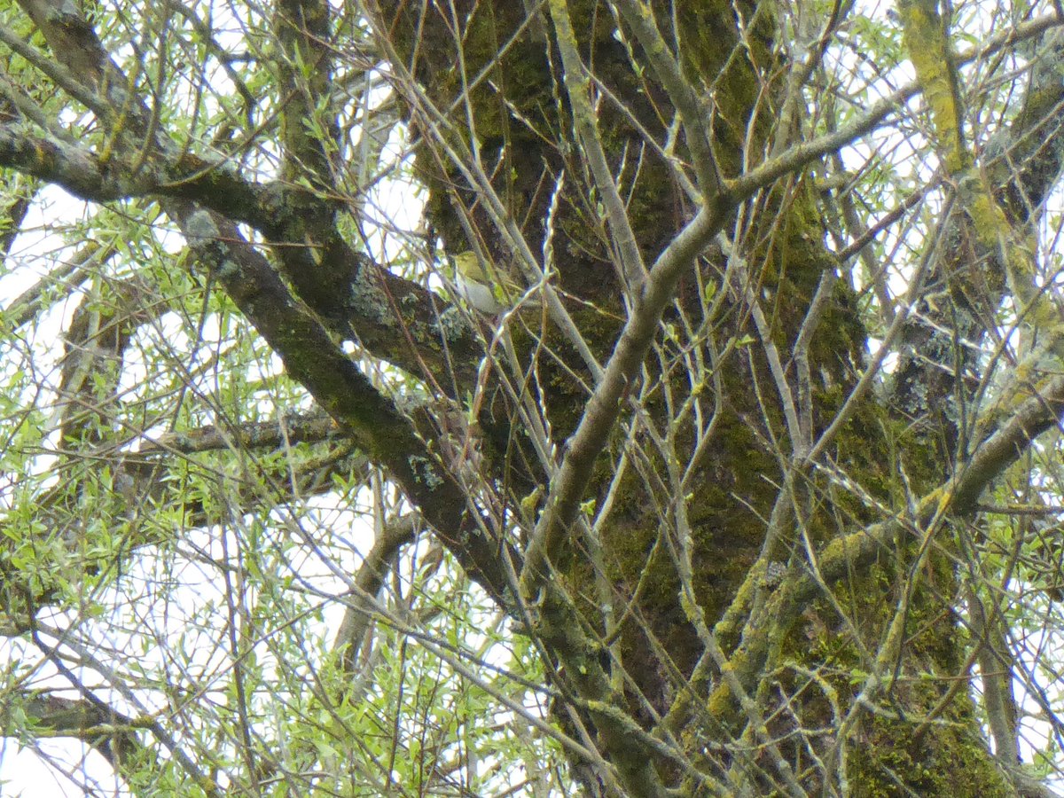 akers_pete's tweet photo. An unexpectedly productive visit to Sutton Bingham Reservoir this afternoon - a wood warbler and pied fly!! The former a new site bird for me, and my first ever spring pied fly! https://t.co/vxwdJQmOnk