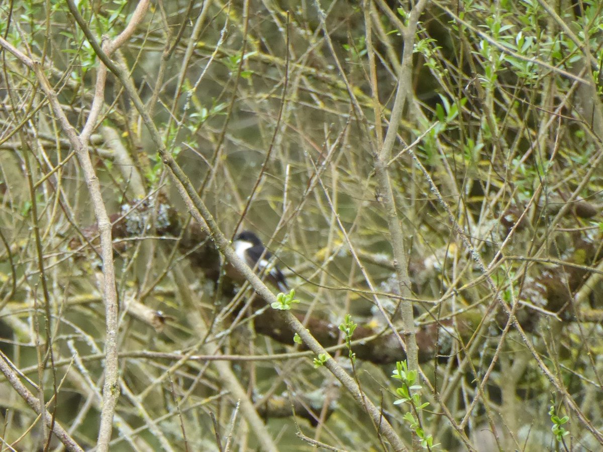 akers_pete's tweet photo. An unexpectedly productive visit to Sutton Bingham Reservoir this afternoon - a wood warbler and pied fly!! The former a new site bird for me, and my first ever spring pied fly! https://t.co/vxwdJQmOnk