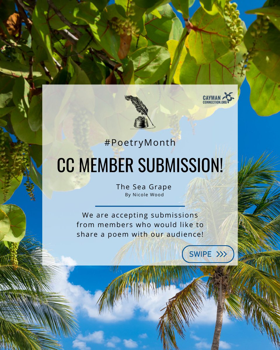 CayConnect's tweet photo. Caymanian writer Nicole Wood is sharing her trio of poems - 'The Seagrape' - in celebration of National Poetry Month. 

If you have poems you'd like to share, get in touch today!

#caymanconnection #replay #poetrymonth #virtualyard #poems #caymanianpoets #writers #poetry https://t.co/47bxtbmxfJ
