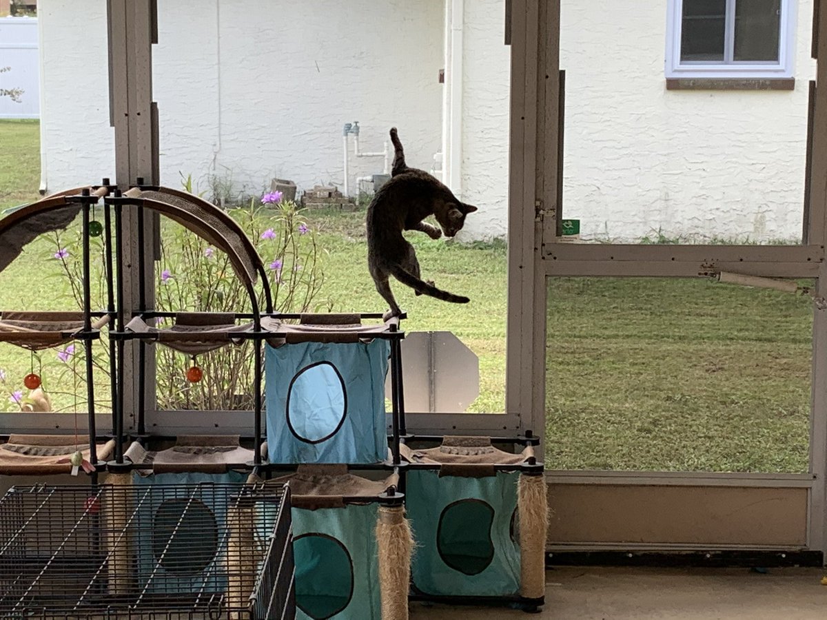 SkittlesFriends's tweet photo. Lone Wolf: No I don’t need any help here,
I’m fine, everything is under control,
😹😹
And Put That Camera away Big Guy,
Don’t you dare post this picture on the TwitterVerse.
🙀📸
#Caturday 
#CatsOfTwitter 
#Panfur 
#TailsofTheCatico https://t.co/0rVfhsXzix