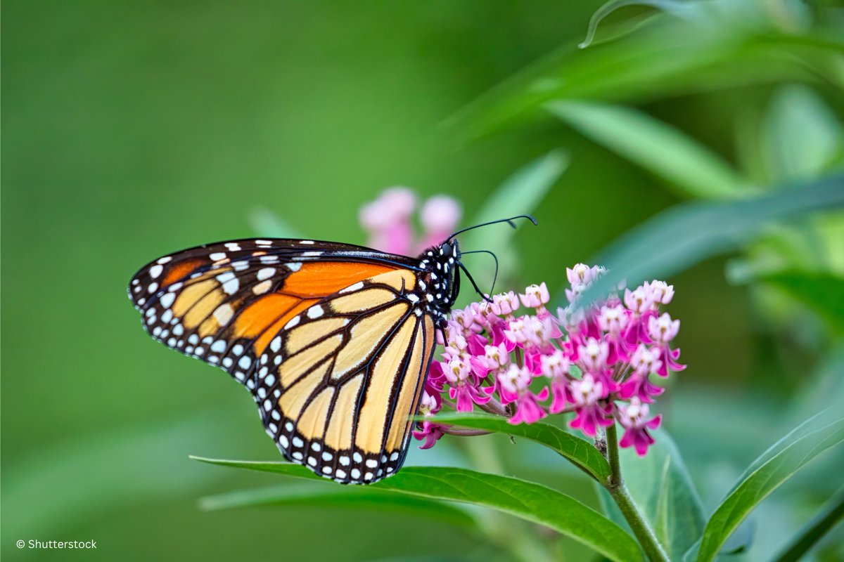 WWFCanada's tweet photo. Anyone can join #regrowCanada by visiting https://t.co/9onJcEKHFh and creating a free account. There, users can access expert tips to help them master the skills they need to plant, grow and steward native plant gardens. 🪴🦋 https://t.co/yZC5W0iMuI