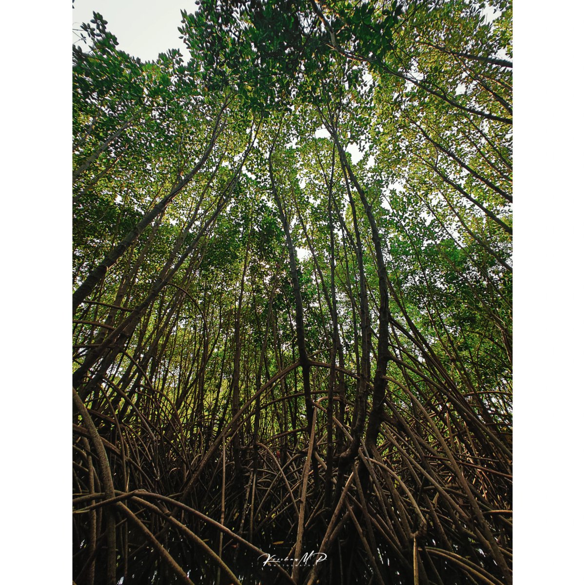 Mangrove forest, Honnavara
.
.
#natureshots #mangroveforest #honnavara #landsacape #incredibleindia #onelplus #oneplusindia #traveludupi #karnatakatourism #krishna_m_p #2023