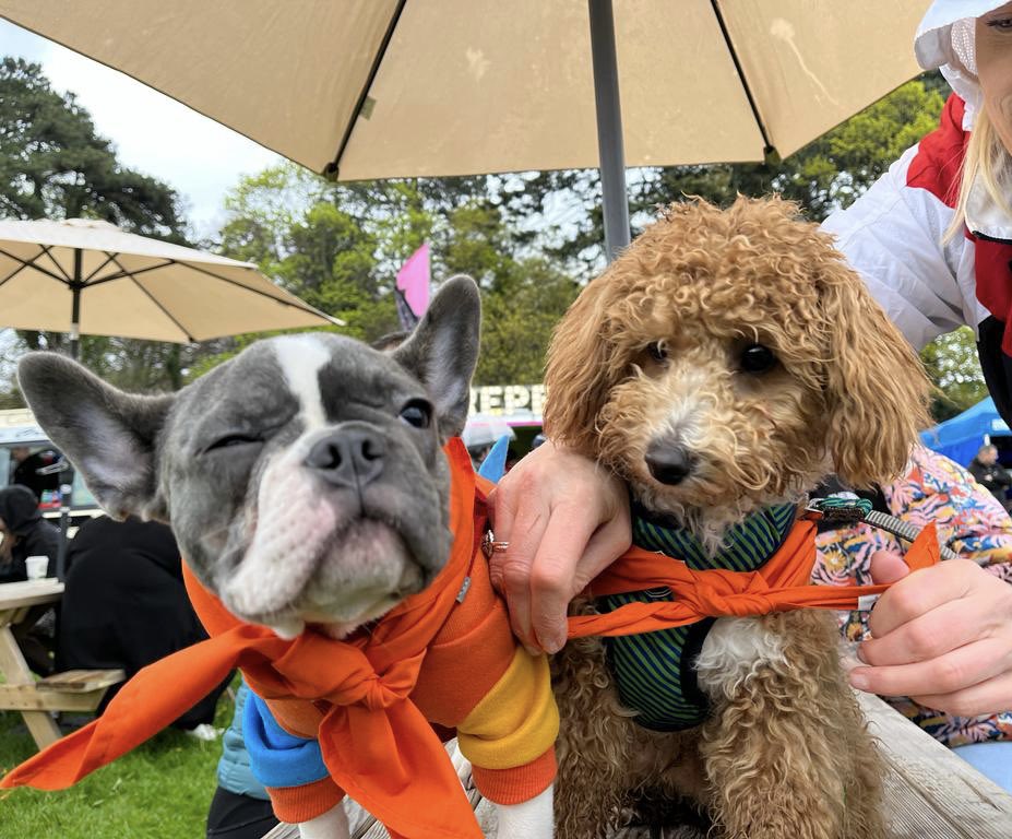 BOARDMANV's tweet photo. Thanks for dropping by @petethevet @MilosMission @vodkafordogpeople at Pups in the Park - today and tomorrow Marley Park, Dublin / Cork Showgrounds next weekend 🐾🐶 #VBPR https://t.co/iQlH4z7NYW