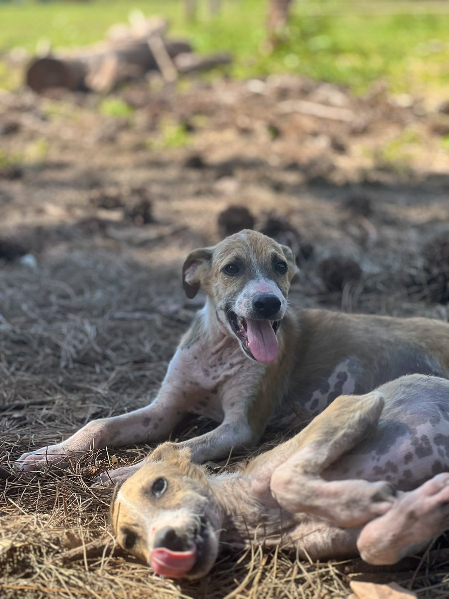 Juliimancini's tweet photo. ADOPCIÓN RESPONSABLE ❤️‍🩹

Los rescatamos a punto de morir en la ruta, después del tratamiento para la sarna, amor y comida ¡están listos!

❣️ 2 machos y 1 hembra
🏡 Para adoptar:  3764-755153 
🔁 Si no podes adoptarlos ayúdalos compartiendo su publicación así llegan a más personas https://t.co/ObGfvmbX61