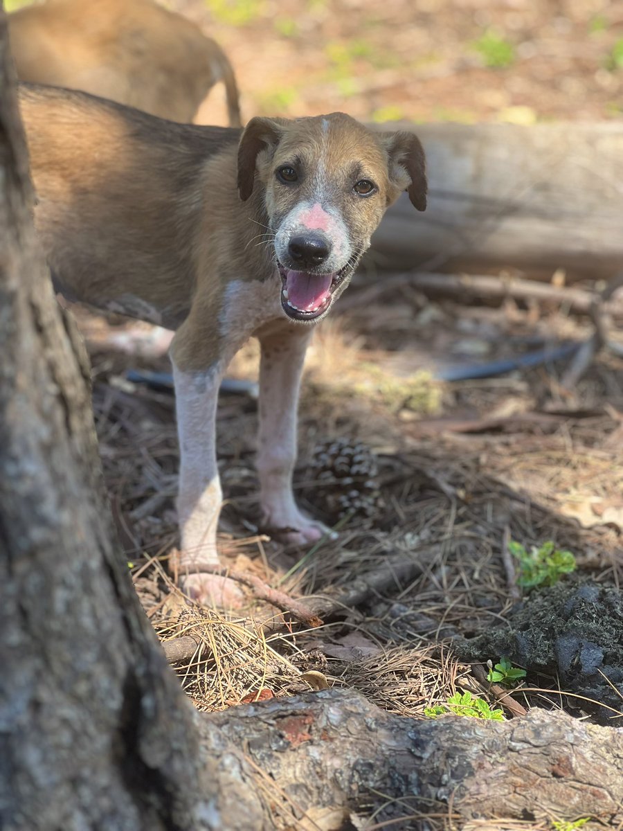 Juliimancini's tweet photo. ADOPCIÓN RESPONSABLE ❤️‍🩹

Los rescatamos a punto de morir en la ruta, después del tratamiento para la sarna, amor y comida ¡están listos!

❣️ 2 machos y 1 hembra
🏡 Para adoptar:  3764-755153 
🔁 Si no podes adoptarlos ayúdalos compartiendo su publicación así llegan a más personas https://t.co/ObGfvmbX61
