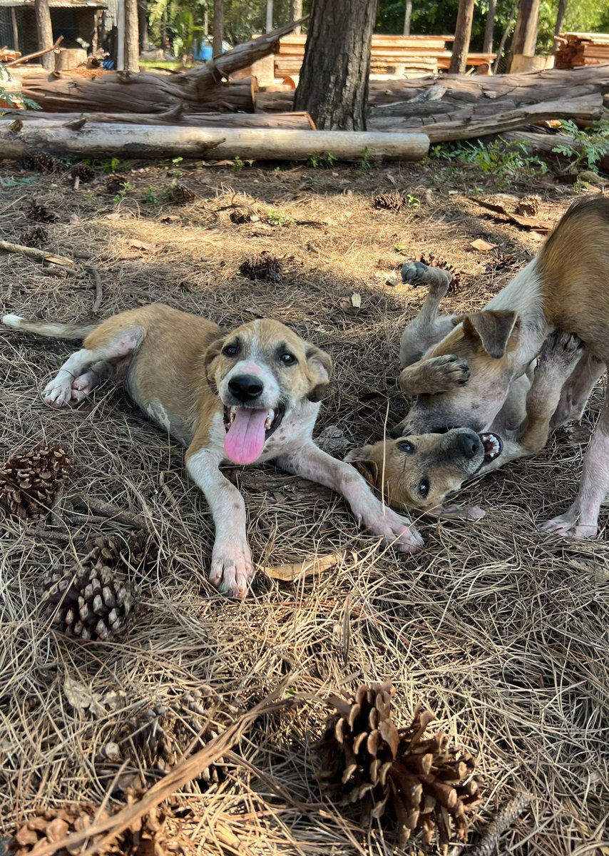 Juliimancini's tweet photo. ADOPCIÓN RESPONSABLE ❤️‍🩹

Los rescatamos a punto de morir en la ruta, después del tratamiento para la sarna, amor y comida ¡están listos!

❣️ 2 machos y 1 hembra
🏡 Para adoptar:  3764-755153 
🔁 Si no podes adoptarlos ayúdalos compartiendo su publicación así llegan a más personas https://t.co/ObGfvmbX61