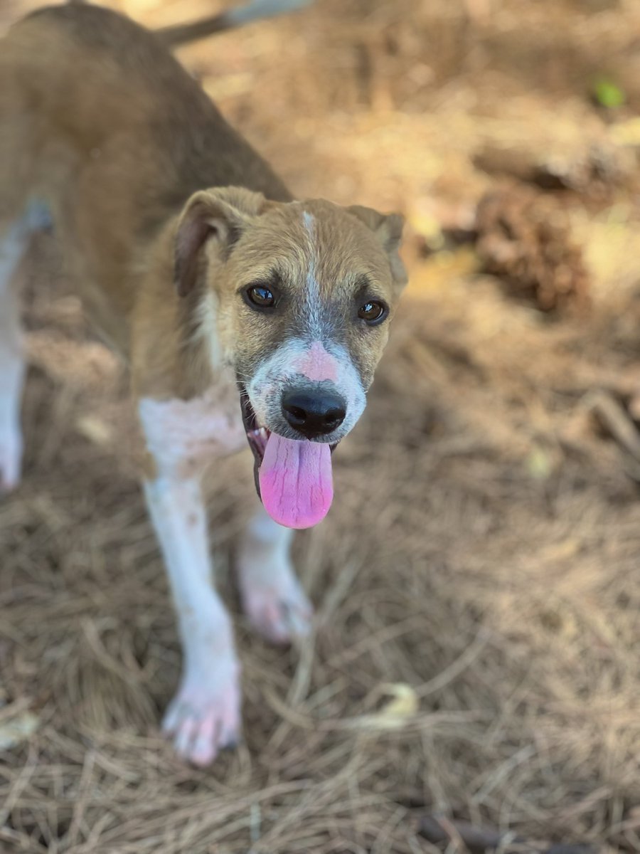 Juliimancini's tweet photo. ADOPCIÓN RESPONSABLE ❤️‍🩹

Los rescatamos a punto de morir en la ruta, después del tratamiento para la sarna, amor y comida ¡están listos!

❣️ 2 machos y 1 hembra
🏡 Para adoptar:  3764-755153 
🔁 Si no podes adoptarlos ayúdalos compartiendo su publicación así llegan a más personas https://t.co/ObGfvmbX61