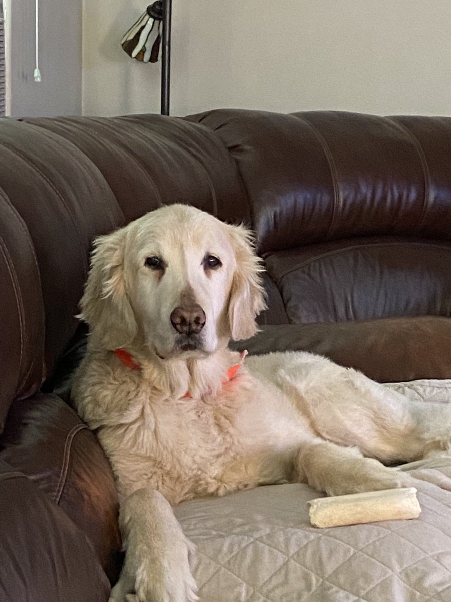 CoachKlassner's tweet photo. Had to say goodbye to this guy this morning! Was a rough week! Miles, you are the best! https://t.co/mJFT0mezh0