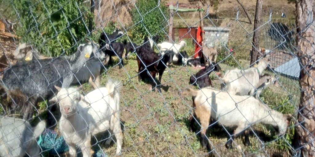 cvobageshwargm1's tweet photo. Director AHD Dr Prem Kumar sir today  reviewed the works of  FIU - USGCF and visited the goat units today on 22/ 04/23 at Garur, Bageshwar.
#PashudhanUK #Uttarakhand #AnimalHealth
@DMBageshwarUK https://t.co/GrTYCgjJnD