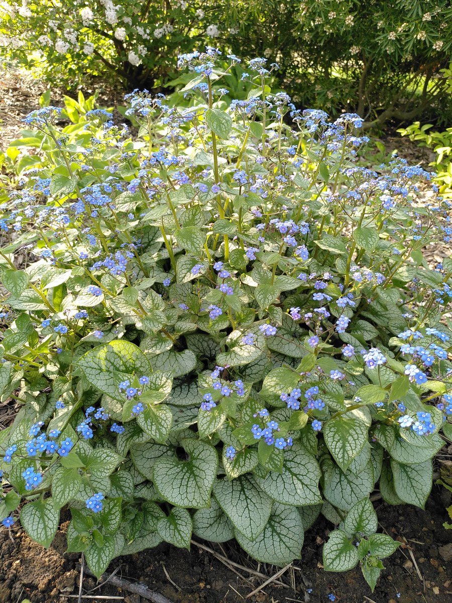 organicplantsuk's tweet photo. #Brunnera macrophylla 'Jack Frost'~ forget-me-not like flowers now but without the annoying seeds to follow (spread everywhere & stick to spaniels' ears). In summer after the flowers are finished you get nice big leaves, similar to hostas but not attractive to slugs.
#perennials https://t.co/JpW5kpOmrI
