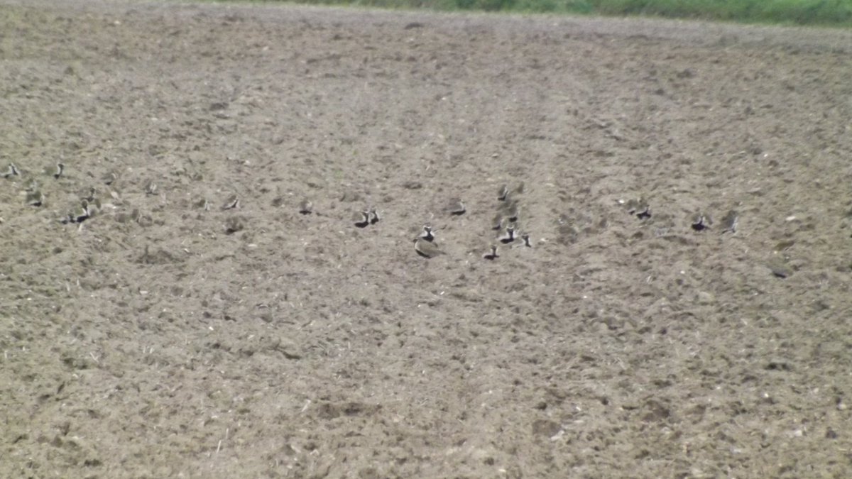 Surprising spot from the garden this afternoon - a beautiful flock of approx 80 golden plover in the neighbouring field. All looking splendid in their breeding plumage. Very much a record shot!
@birdinglothian @EdinburghNats @CasualBirderPod #EastLothianWildlife