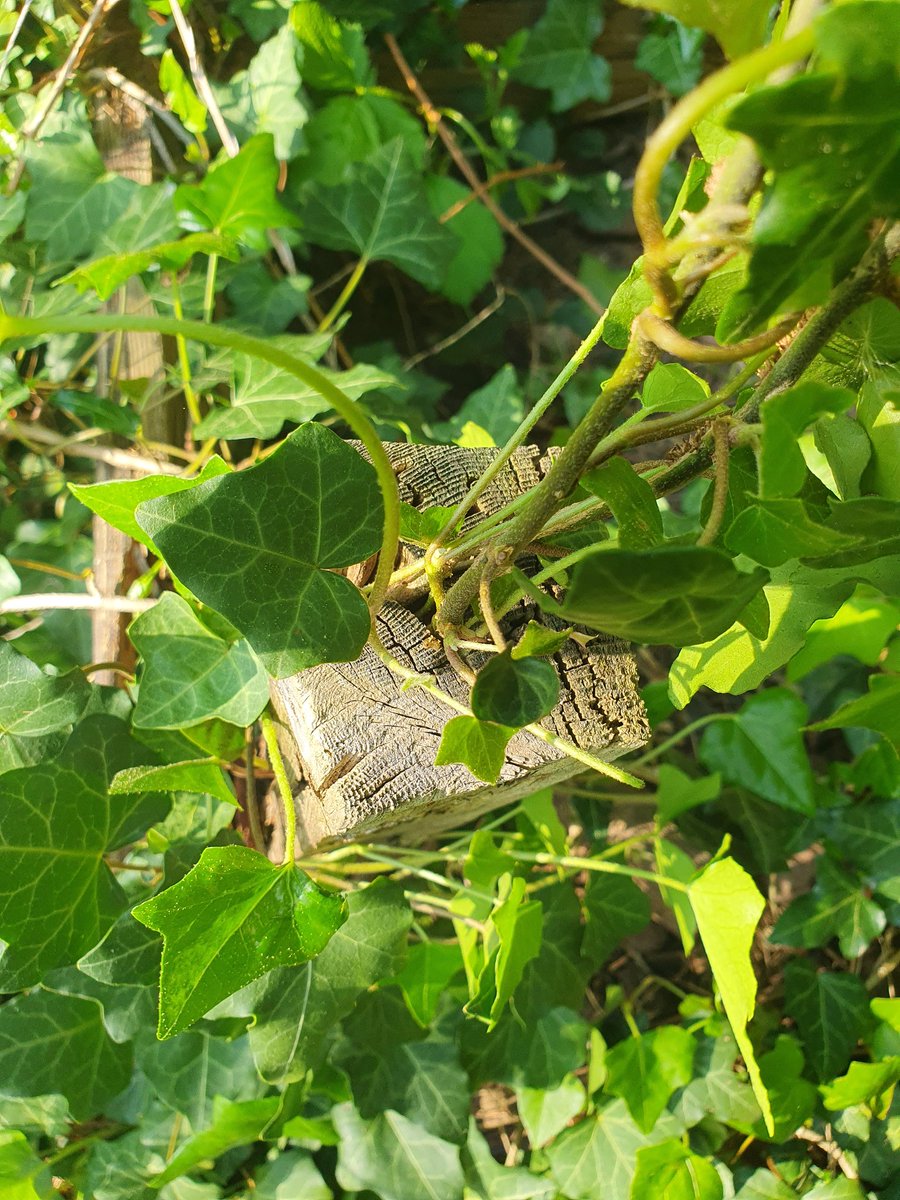 Dunja Mazzocco Drvar tweet media