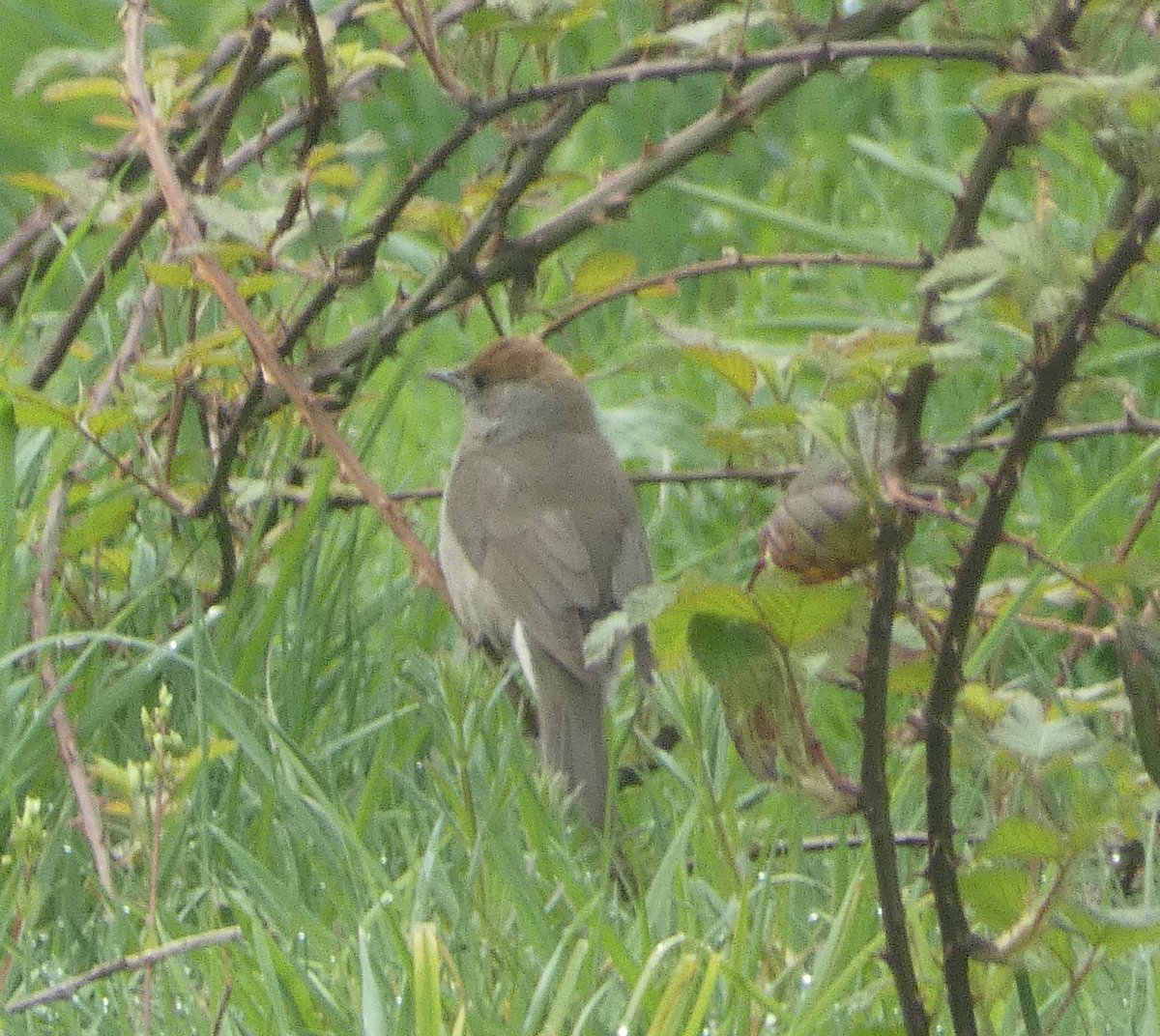 NeilDJarvis's tweet photo. Back in Limousin, France. As usual birding quiet. Chaffinch, Black Redstart, Goldfinch, GS and G Woodpeckers in garden. No sign of Hoopoe yet. Red and Black Kites, Kestrels overhead. House Martins starting to appear as are Blackcap. Pleased to see Jay today. https://t.co/X6mgpiOKay
