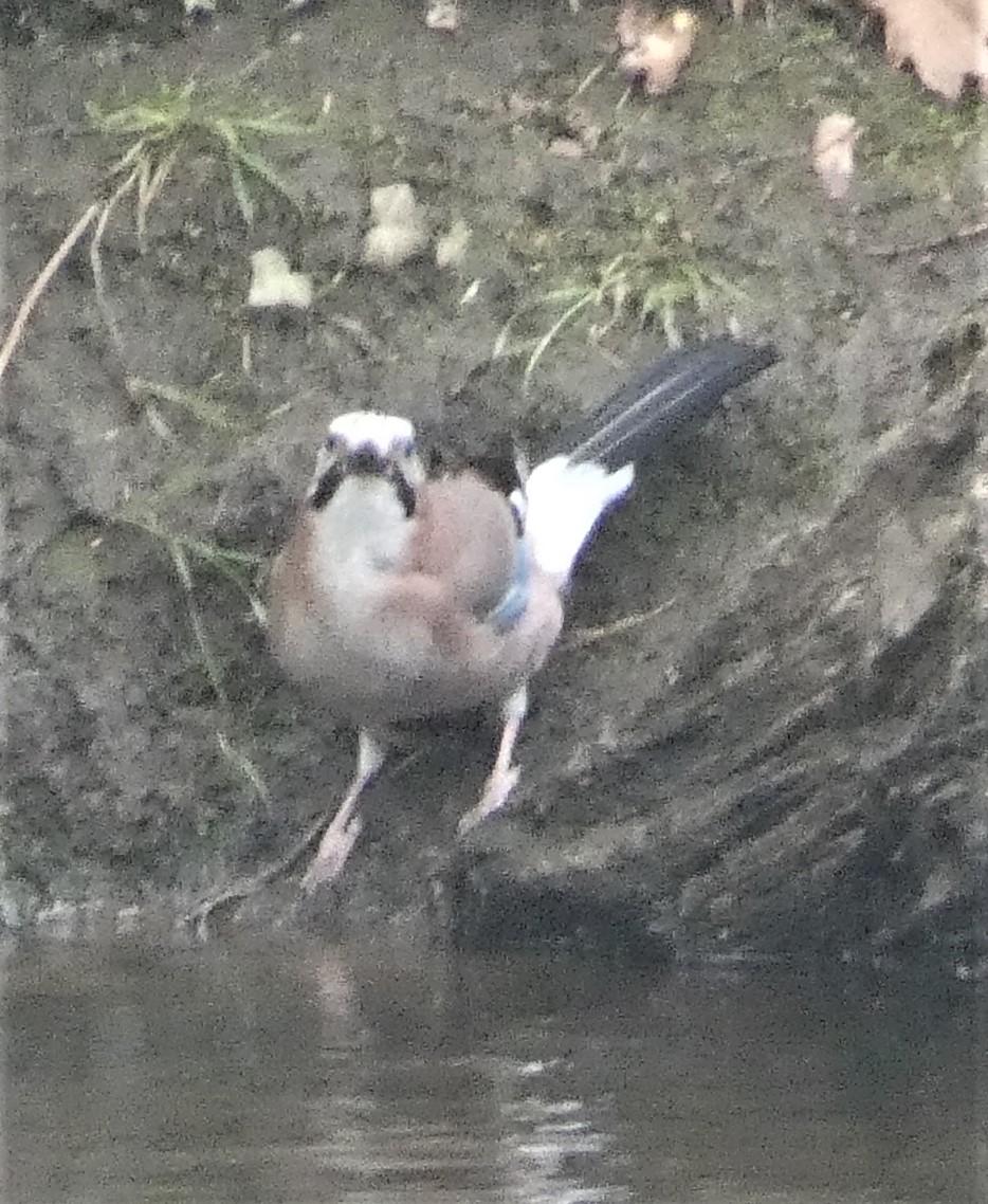 NeilDJarvis's tweet photo. Back in Limousin, France. As usual birding quiet. Chaffinch, Black Redstart, Goldfinch, GS and G Woodpeckers in garden. No sign of Hoopoe yet. Red and Black Kites, Kestrels overhead. House Martins starting to appear as are Blackcap. Pleased to see Jay today. https://t.co/X6mgpiOKay