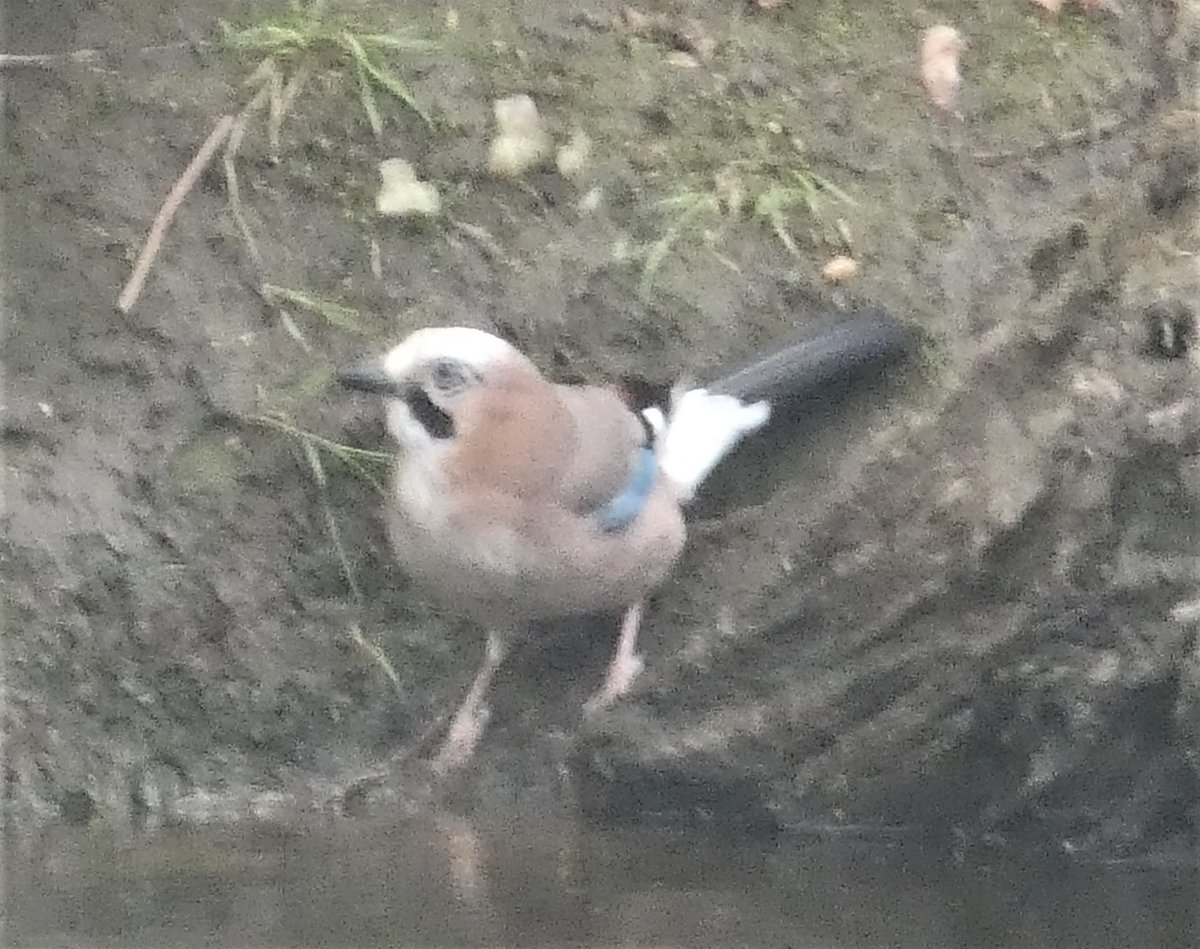 NeilDJarvis's tweet photo. Back in Limousin, France. As usual birding quiet. Chaffinch, Black Redstart, Goldfinch, GS and G Woodpeckers in garden. No sign of Hoopoe yet. Red and Black Kites, Kestrels overhead. House Martins starting to appear as are Blackcap. Pleased to see Jay today. https://t.co/X6mgpiOKay