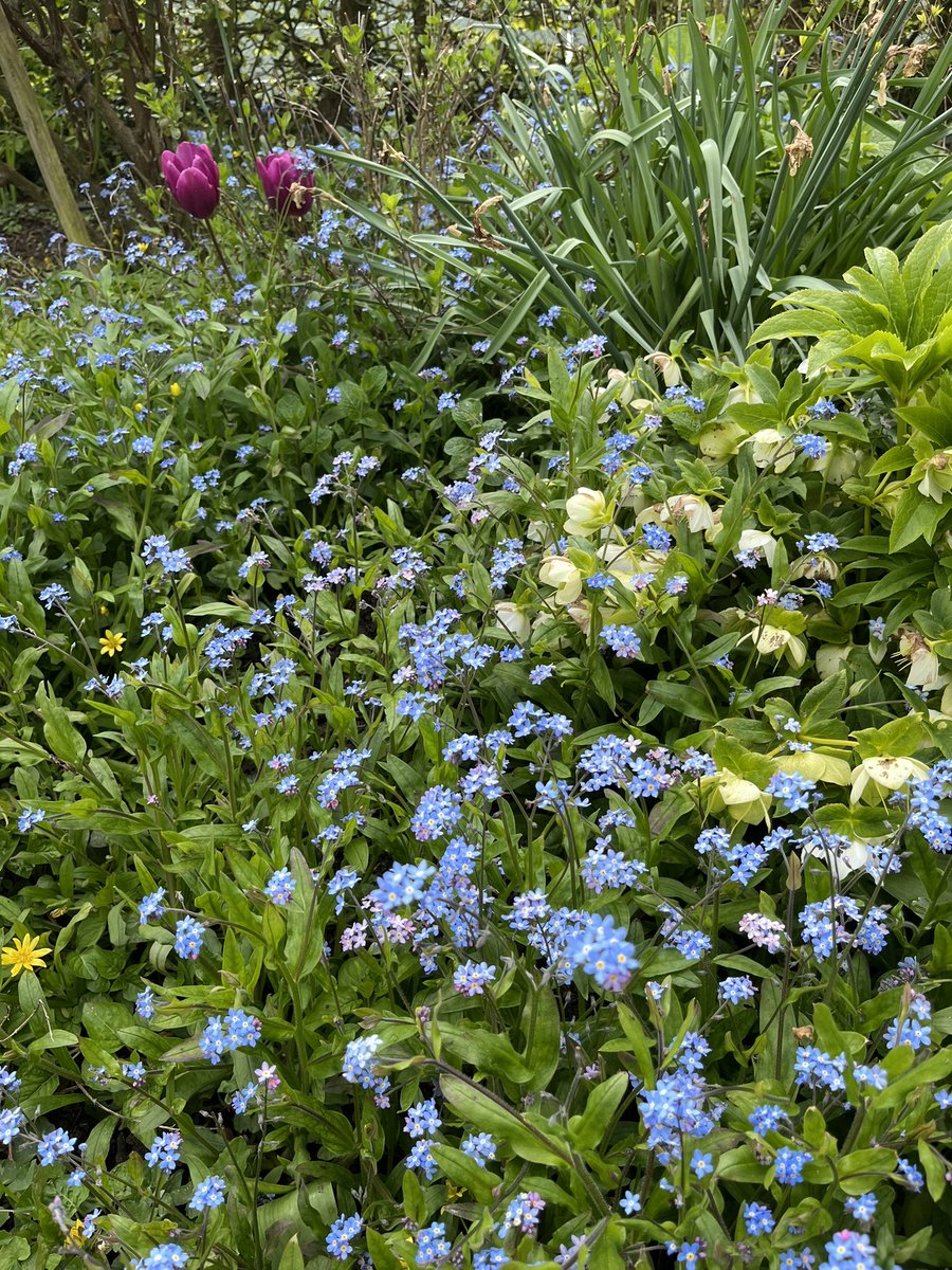 sussex_tours's tweet photo. The sun cooperated by shining down on Carters Corner Farm, #Cowbeech, this afternoon for their open garden in support of @stwilfridstweet.
A spacious and beautiful garden, it was blissful sitting outside in the sunshine. https://t.co/H7bFRmfPx5