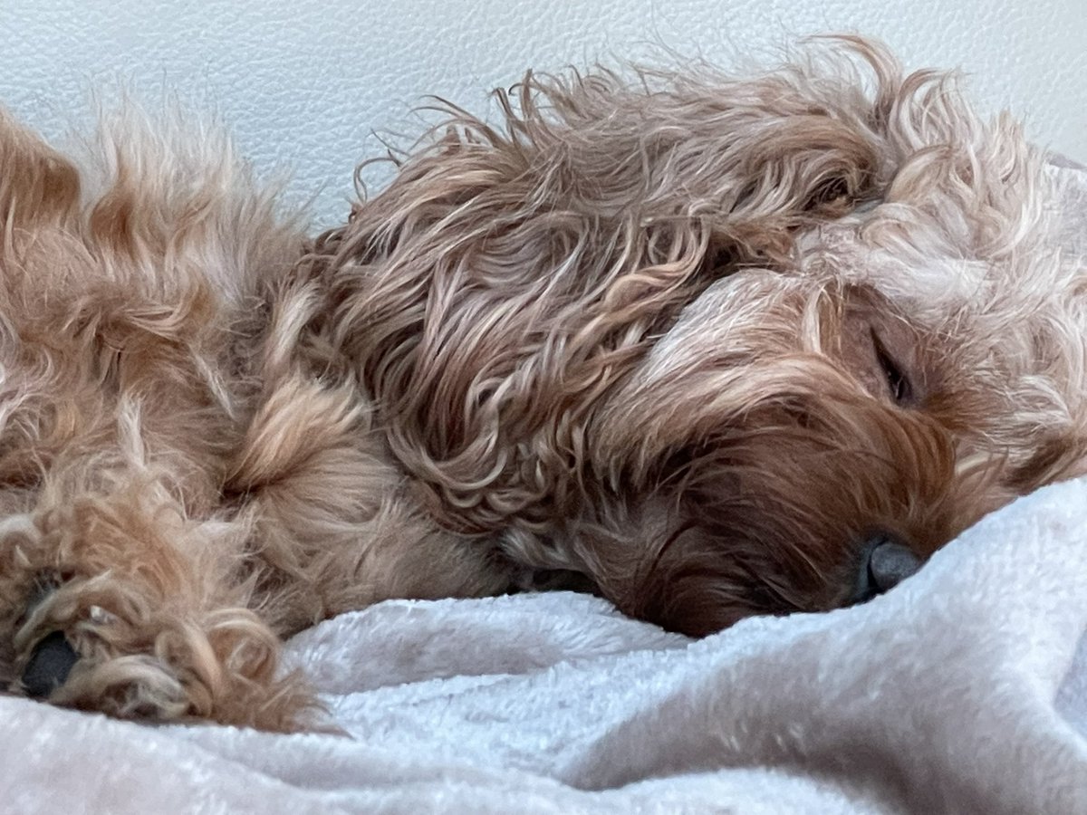 Beeley#25 tweet media