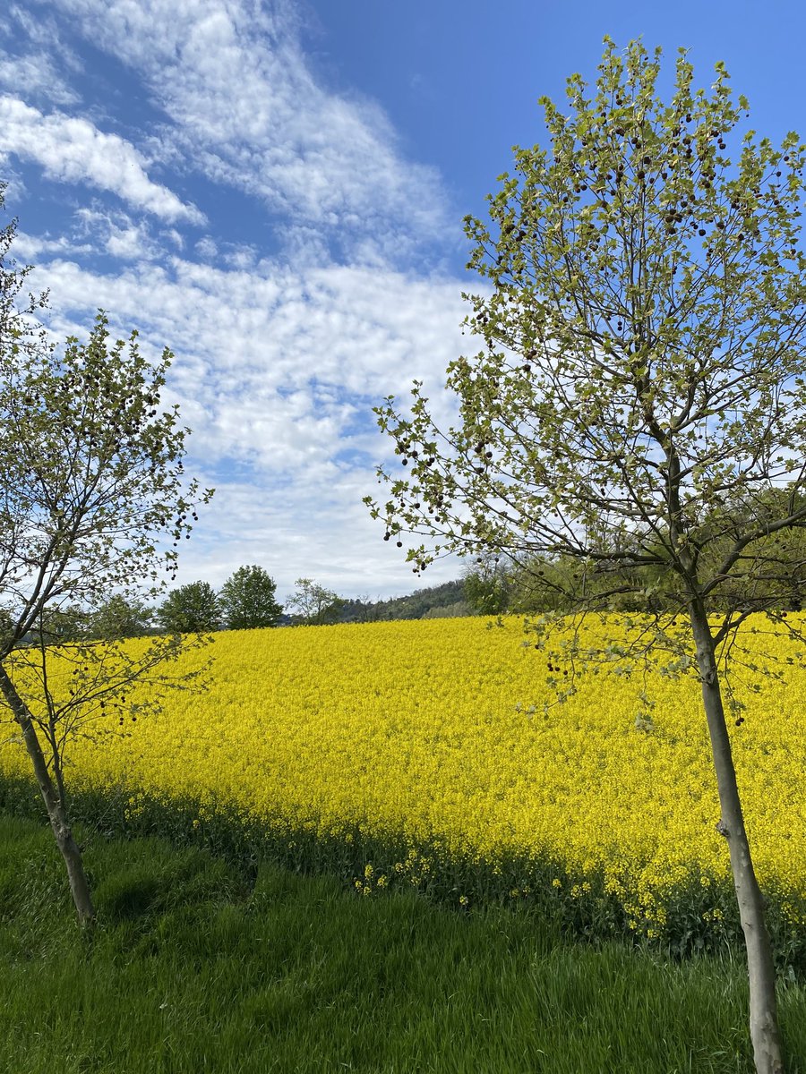 BFavaron's tweet photo. #Earthday #giornatadellaterra #primavera #giallo #natura https://t.co/D70VMBgWSN