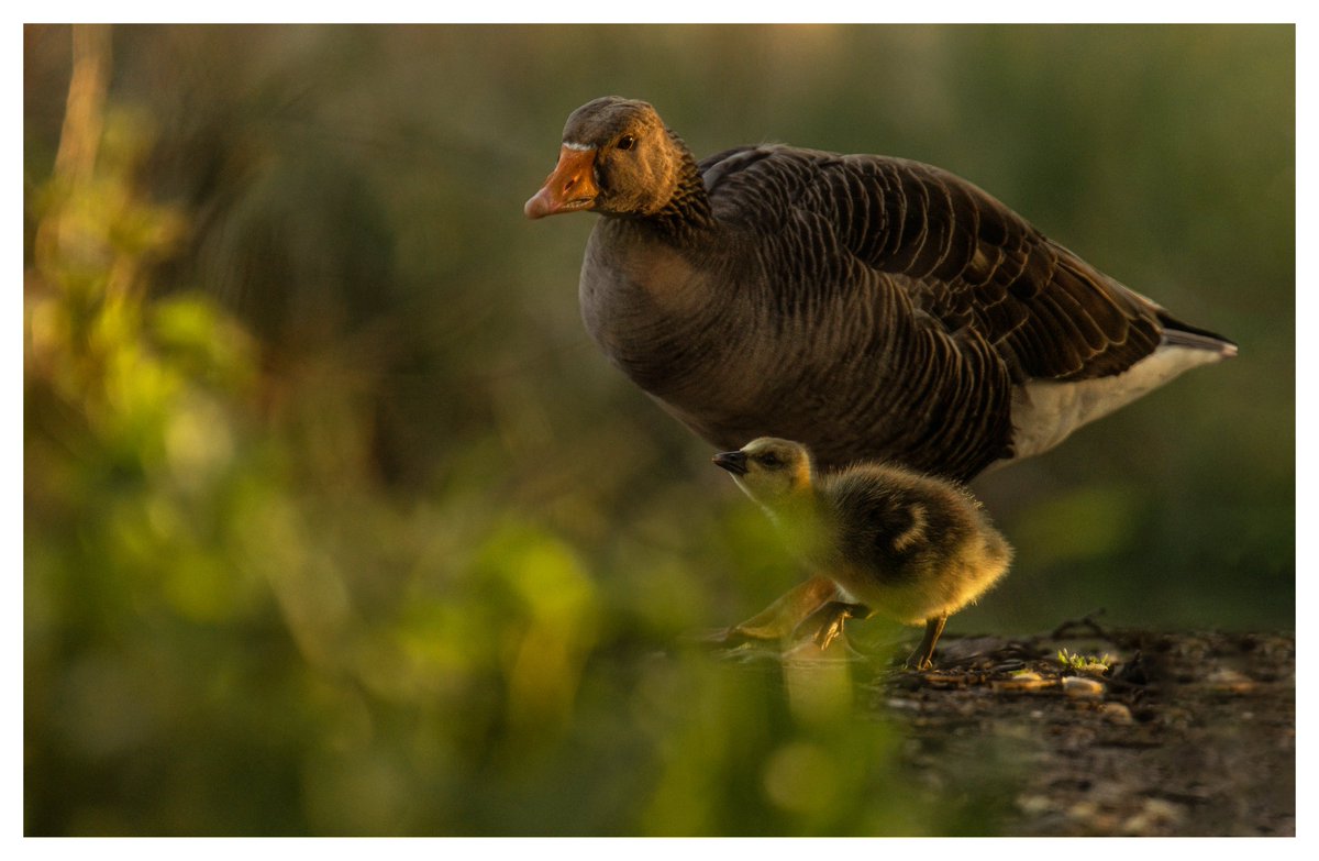 darin_goodsell's tweet photo. Greylag goose and its young🐤 https://t.co/6UEgebab1M