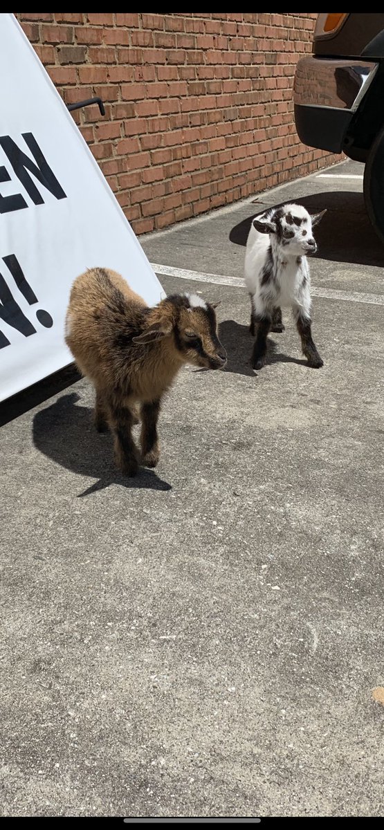MonkeyWrenchGA's tweet photo. Ready to GOGA (Goat + Yoga) at 2 PM today! 🐐🧘‍♀️🧘‍♂️ Join us at Monkey Wrench Brewery for some furry and fun-filled goat yoga. Tickets available at the door. Don't miss out on this unique experience! 🍻🐐 #GoatYoga #FurryFun #MonkeyWrenchBrewery https://t.co/xe8cmD0wLh