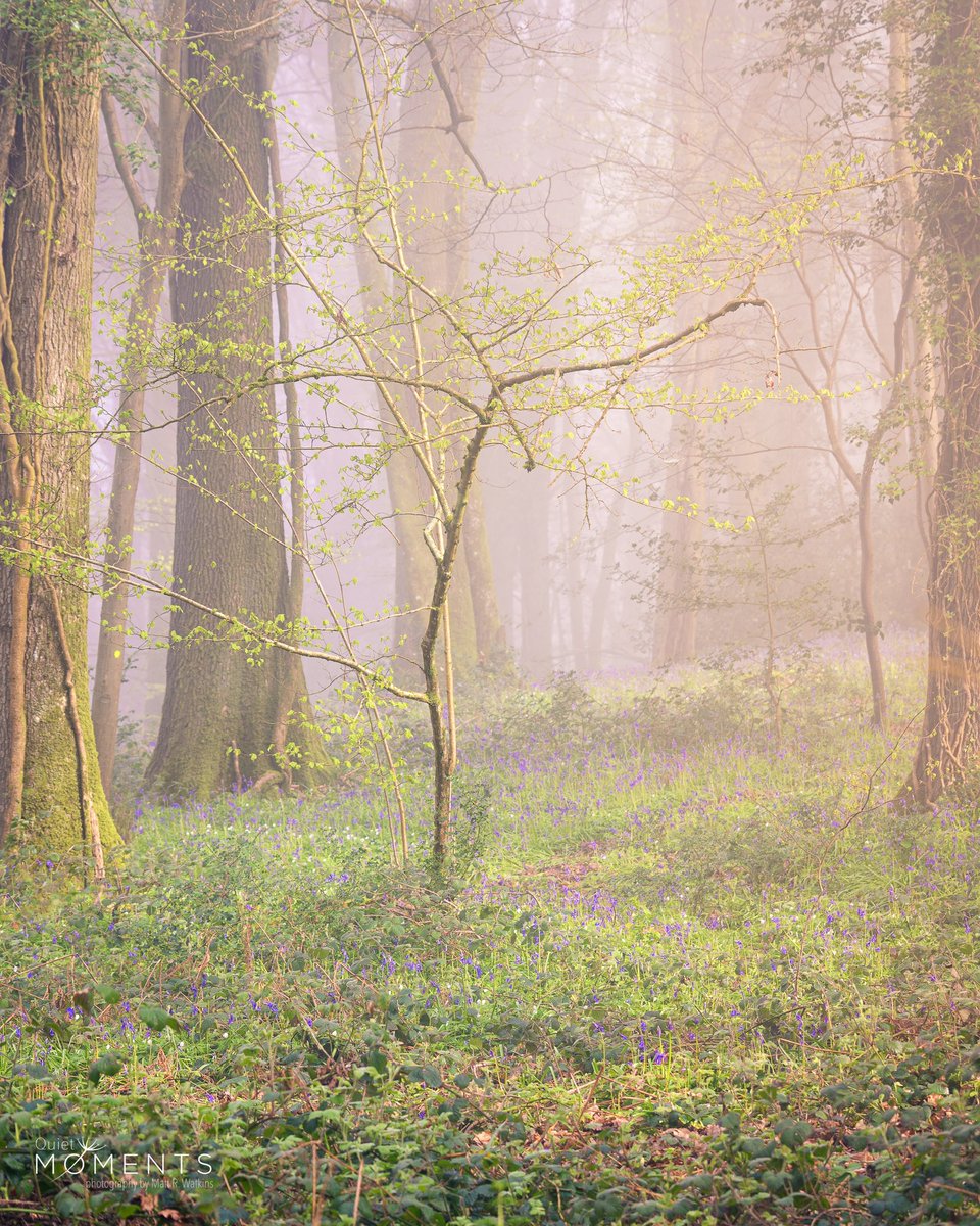 Lovely early spring walk through Cadora Woods in the Wye Valley

#WexMondays #fsprintmondays #sharemonday2023 #formatthitech #vanguardphotouk