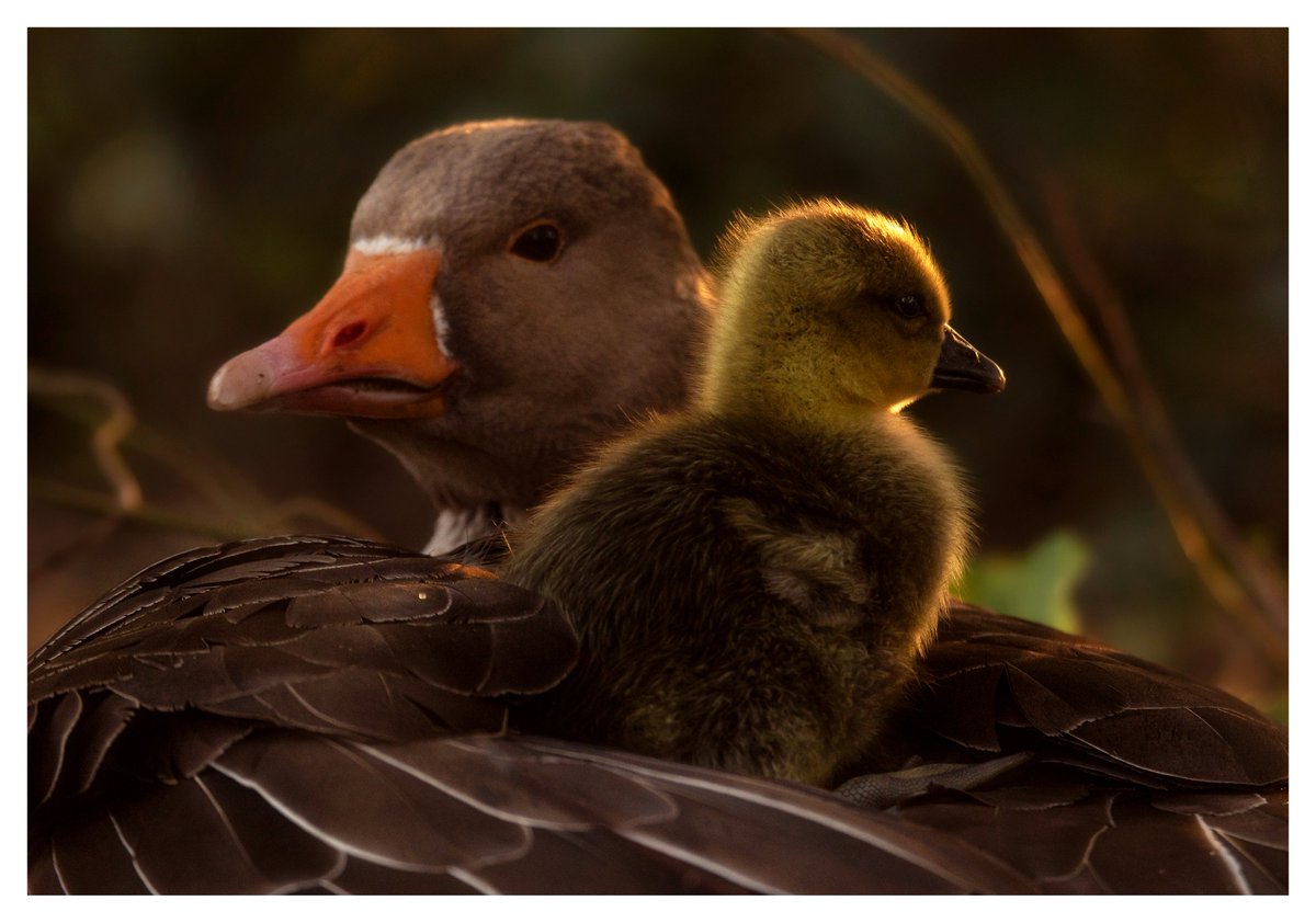 darin_goodsell's tweet photo. Greylag goose and its young🐤 https://t.co/6UEgebab1M