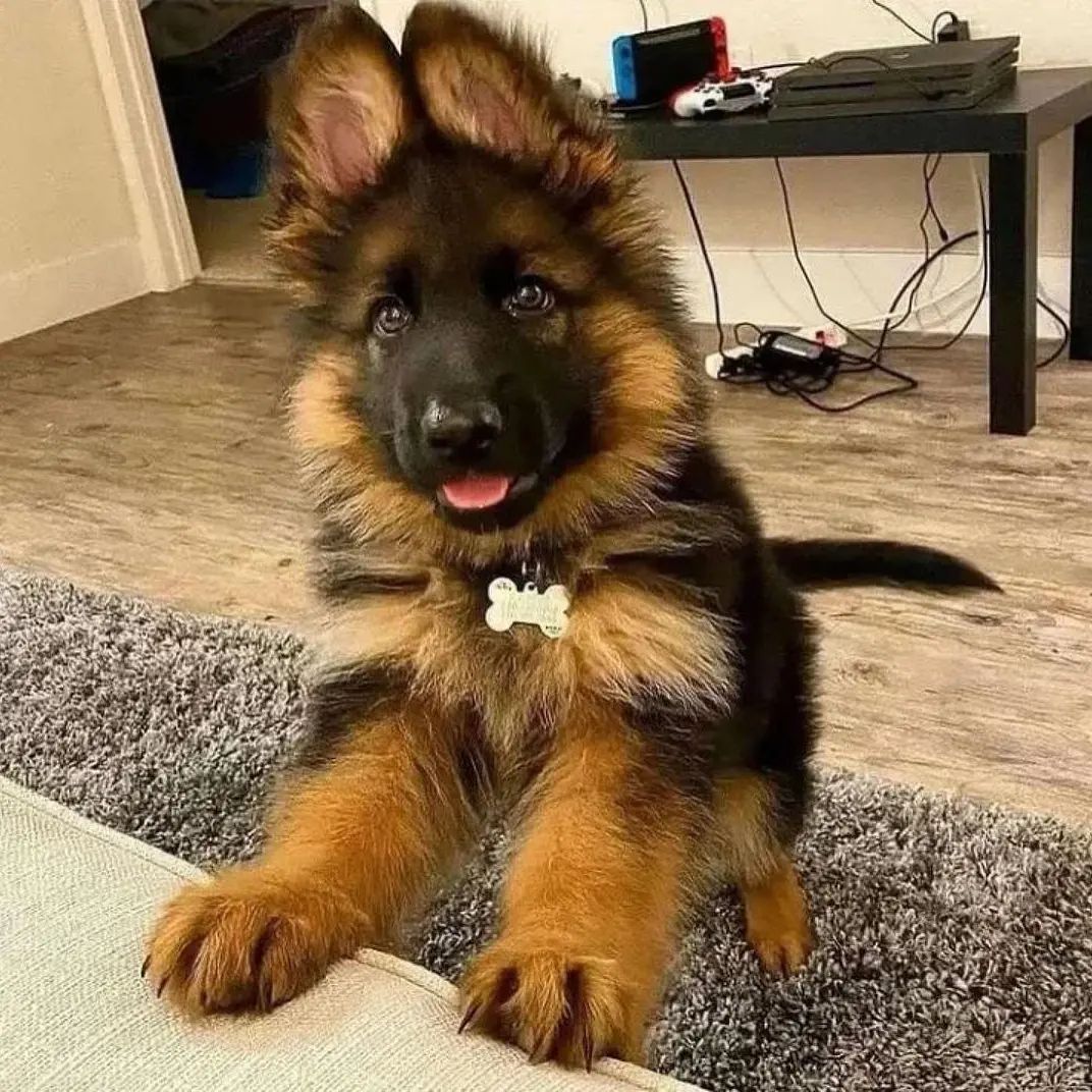 gsdvibes's tweet photo. Follow us to see more
#GermanShepherd #gsd #GermanShepherdlovers #dogsoftwitter 
@GermanShephrds https://t.co/2yTwo5IRQ3