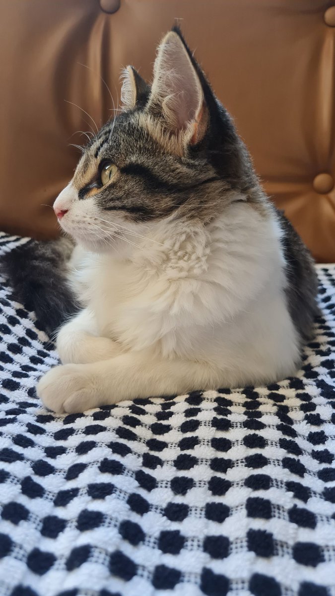kellymlp's tweet photo. @chicorinha_ Quanto mais Estela Joana cresce, mais seu pescoço desaparece 🐧 https://t.co/umCmVO3nWB