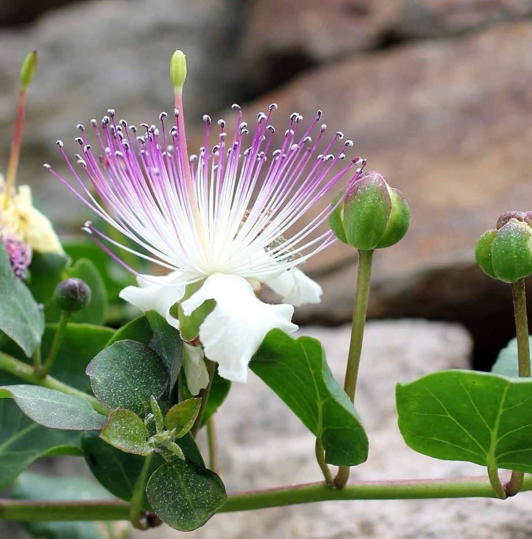 MthctTurco's tweet photo. Cappero, "l'orchidea" del Mediterraneo #Gargano #Foggia #mare #capperi #weareinpuglia #Garganoismore https://t.co/kZ7dPhOIyQ