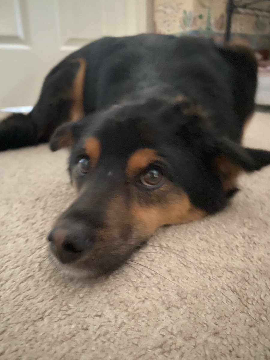 StreamerAwards's tweet photo. this weeks streamer pet of the week award goes to @39daph’s dog yion!!! :3 https://t.co/2z2jvVRbVA