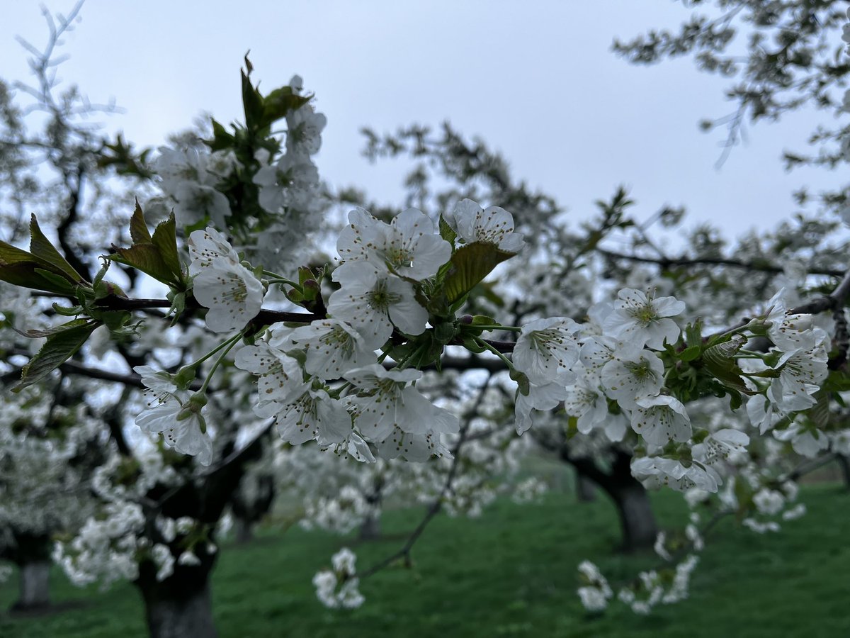 MathiasFarms1's tweet photo. A bright spot on this gloomy Saturday. Our early season trees, affectionately known as the “old block”, is 80% in bloom. Our newer blocks, which house our later season varieties, are patiently waiting their turn. 

#mathiasfarms #blossomseason #niagara #fonthill #cherryblossoms https://t.co/nSOySbNext