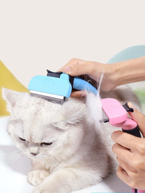 GroomingPMandy's tweet image. Some tips for getting started with cat grooming: link.medium.com/DTDkKLe5czb