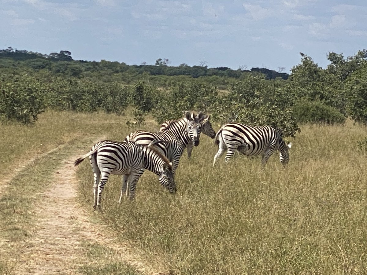 This is called literal zebra crossing  #wildlife 🤪😜 #zebra #SAdiaries #zimdiaries #gamesafari #safari 😂❤️😍