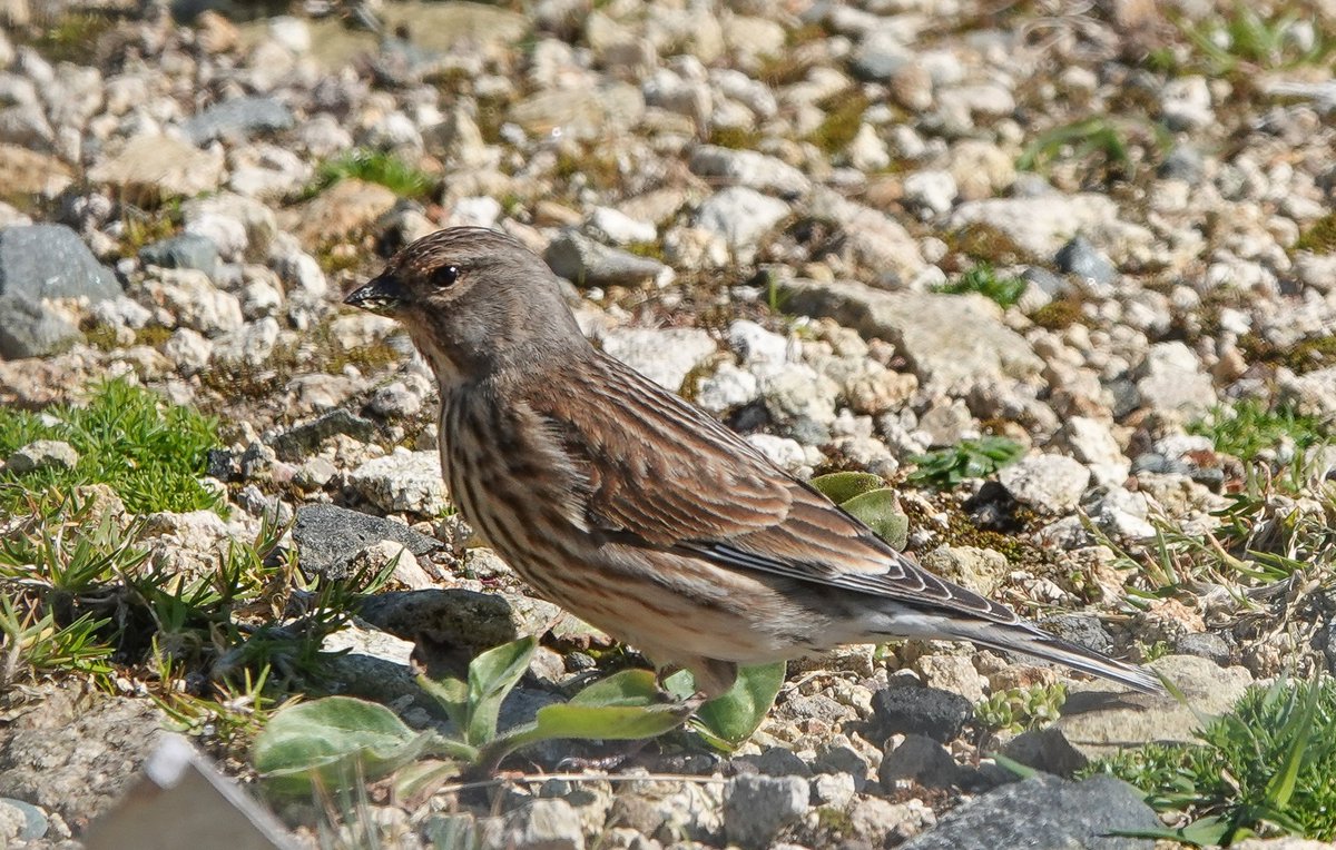 St Kilda World Heritage Site NTS (@stkildants) on Twitter photo A few more firsts for the year yesterday on #StKilda: Dunnock (rare bird out here!), 7 House Martin, Black Redstart and Linnet. <a href="/HebridesBirds/">Outer Hebrides Birds</a> <a href="/BirdGuides/">BirdGuides</a> A few more firsts for the year yesterday on #StKilda: Dunnock (rare bird out here!), 7 House Martin, Black Redstart and Linnet. <a href="/HebridesBirds/">Outer Hebrides Birds</a> <a href="/BirdGuides/">BirdGuides</a>