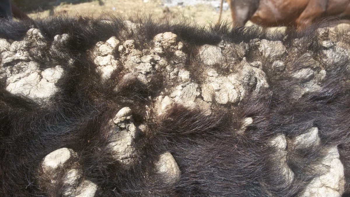 dr_ndahayo's tweet photo. Bovine dermatophilosis manifests as a chronic infection. It has been observed as thick greasy scabs with protruded hair distributed on the neck, back, sides and ventral abdomen. The lesions are also observed on legs, teats and udder. The scabby area sometimes develops cracks. https://t.co/aKcKtE1lUm