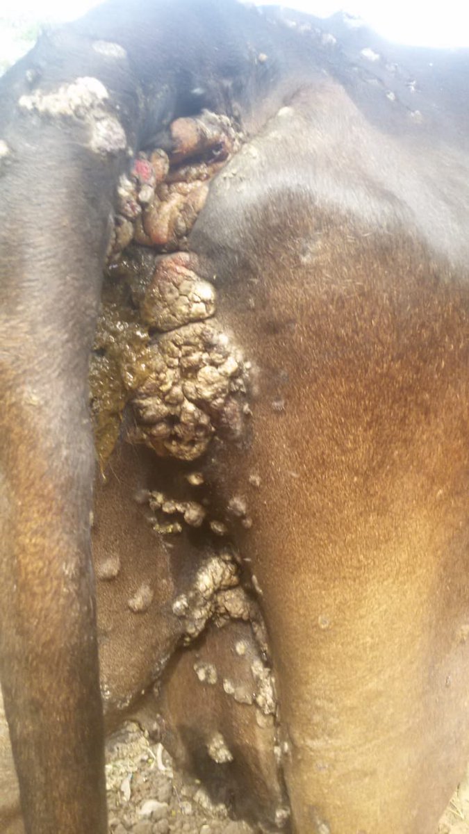 dr_ndahayo's tweet photo. Bovine dermatophilosis manifests as a chronic infection. It has been observed as thick greasy scabs with protruded hair distributed on the neck, back, sides and ventral abdomen. The lesions are also observed on legs, teats and udder. The scabby area sometimes develops cracks. https://t.co/aKcKtE1lUm