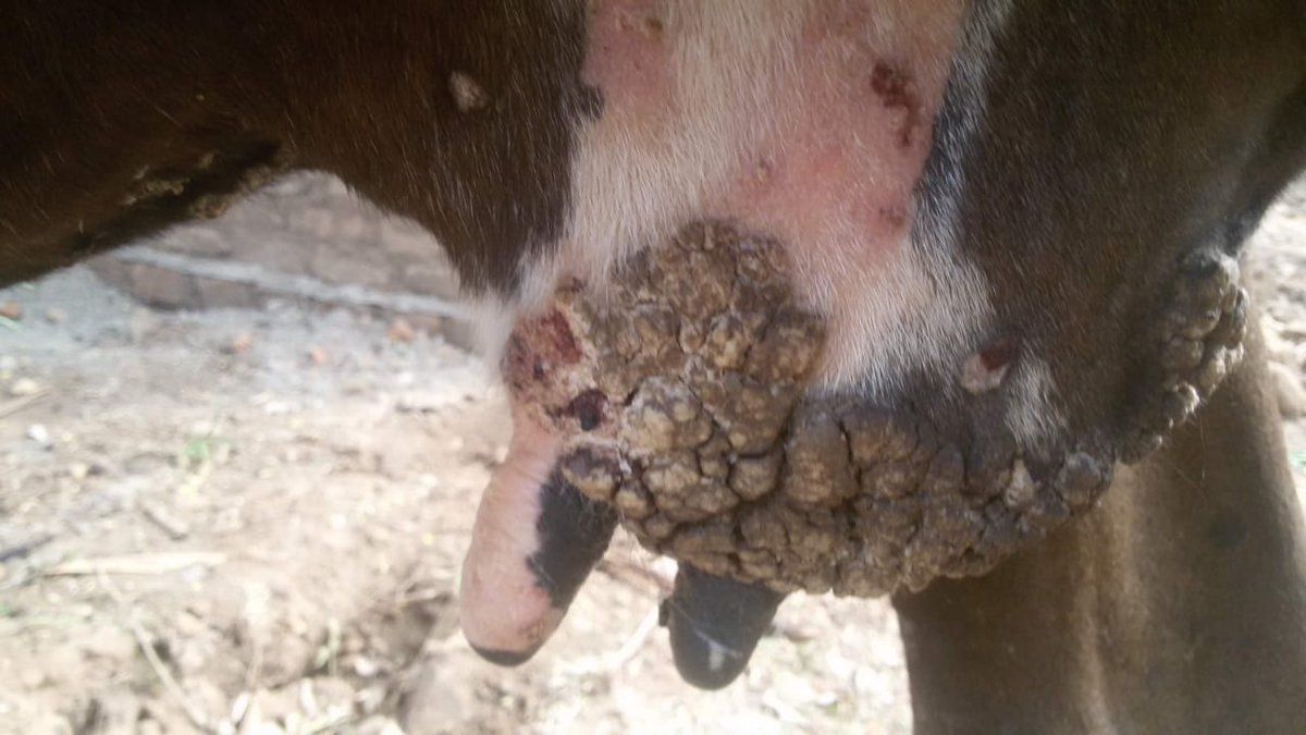 dr_ndahayo's tweet photo. Bovine dermatophilosis manifests as a chronic infection. It has been observed as thick greasy scabs with protruded hair distributed on the neck, back, sides and ventral abdomen. The lesions are also observed on legs, teats and udder. The scabby area sometimes develops cracks. https://t.co/aKcKtE1lUm