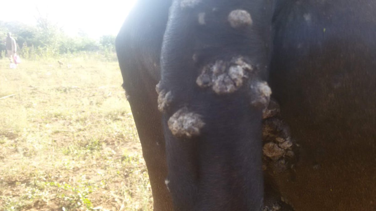 dr_ndahayo's tweet photo. Clumps of hair and epidermal crusts are common on removal and all of them appear ash-like. In some cases, it is painful, difficult to remove the scabs which sometimes leaves a slightly haemorrhagic surface underlying the skin. https://t.co/vZE5HPnlYo