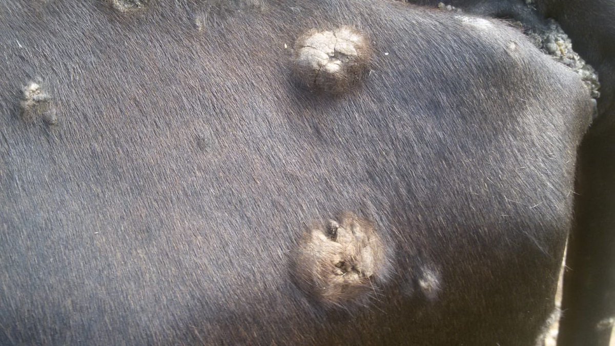 dr_ndahayo's tweet photo. Clumps of hair and epidermal crusts are common on removal and all of them appear ash-like. In some cases, it is painful, difficult to remove the scabs which sometimes leaves a slightly haemorrhagic surface underlying the skin. https://t.co/vZE5HPnlYo